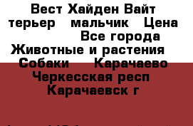 Вест Хайден Вайт терьер - мальчик › Цена ­ 35 000 - Все города Животные и растения » Собаки   . Карачаево-Черкесская респ.,Карачаевск г.